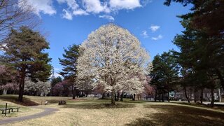 20250415_125008_R.JPG