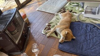 IMG_7353_R.JPG