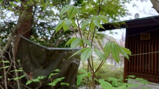 20250509_082138_R.JPG