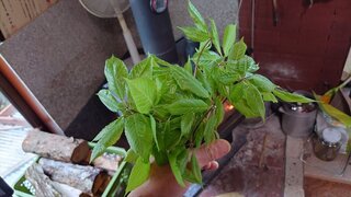 20250512_091956_R.JPG