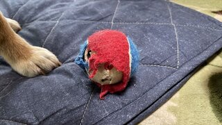 IMG_7477_R.JPG