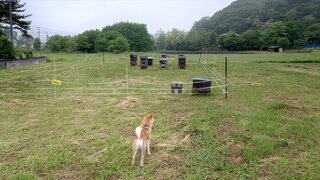 20250603_055519_R.JPG