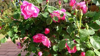 20250604_062239_R.JPG