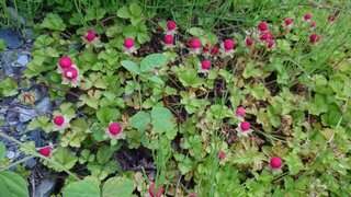 20250608_171307_R.JPG
