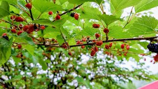 20250610_055932-EDIT_R.jpg
