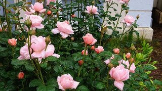20250615_062042_R.JPG