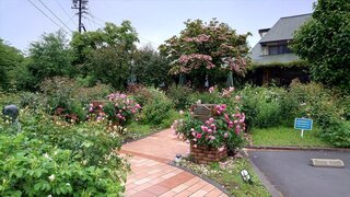 20250615_063332_R.JPG