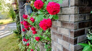 20250618_053221~2_R.JPG