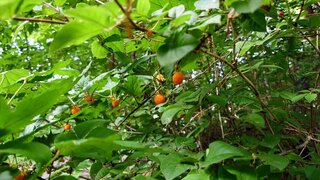 20250618_173512_R.JPG