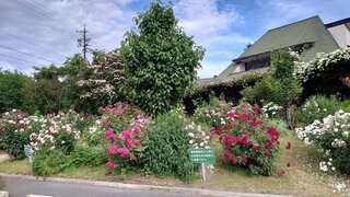 20250622_073140_R.JPG