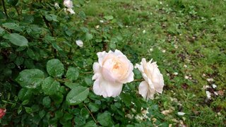 20250625_065902_R.JPG