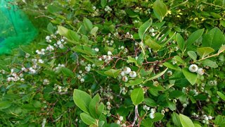 20250630_060835_R.JPG