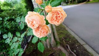 20250703_173758_R.JPG