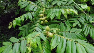 20250704_064356_R.JPG