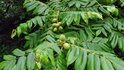 20250704_064356_R.JPG