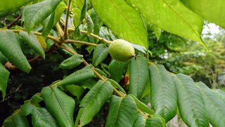 20250704_064403_R.JPG