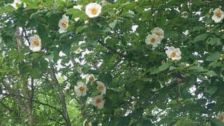 20250708_063206_R.JPG