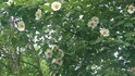 20250708_063206_R.JPG