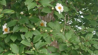 20250708_063216_R.JPG