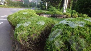 20250709_060310_R.JPG