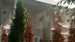 20250709_060344_R.JPG