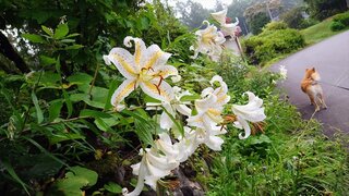 20250723_061042_R.JPG