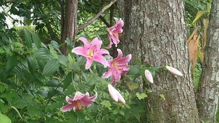 20250723_173312_R.JPG