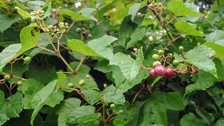 20250813_065139_R.JPG