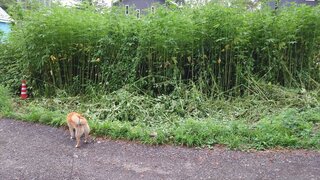 20250813_181410_R.JPG