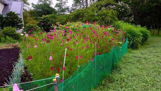 20250822_060141_R.JPG