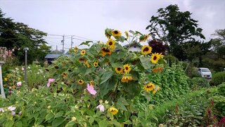 20250822_060155_R.JPG