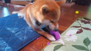 IMG_20250817_070148_R.jpg