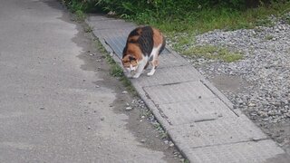 20250717_183412_R.JPG