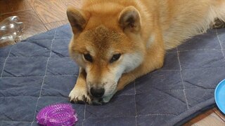 20250829_073823_R.JPG