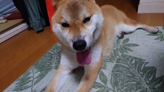 20250831_065241_R.JPG