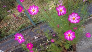 20250909_065131_R.JPG