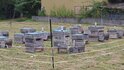 20250910_064432_R.JPG