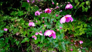 20250916_054016_R.JPG