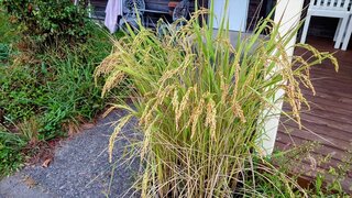 20250918_055820-EDIT_R.jpg