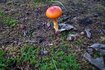 20251010_061211_R.JPG