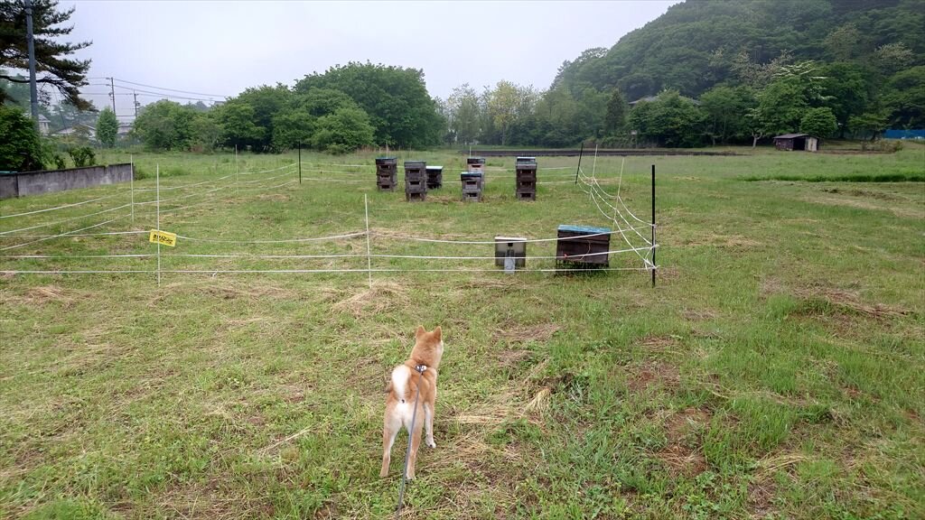https://hayashida.jp/o/images2019-/20250603_055519_R.JPG