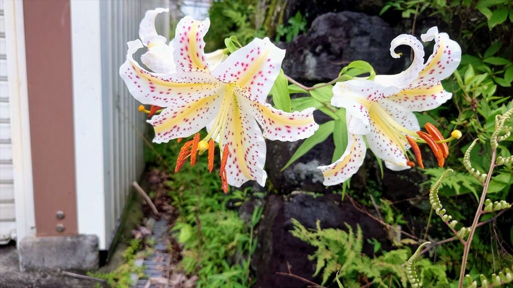 https://hayashida.jp/o/images2019-/20250717_182930_R.JPG