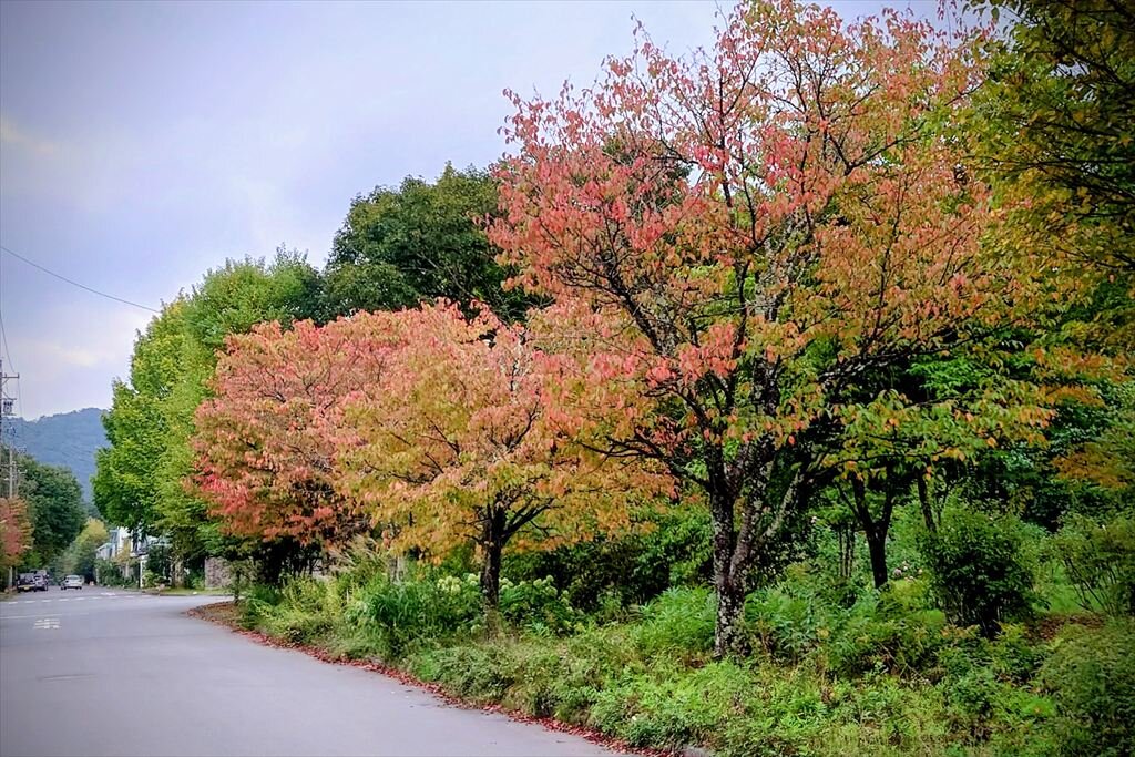 https://hayashida.jp/o/images2019-/20250928_170650~2_R.JPG